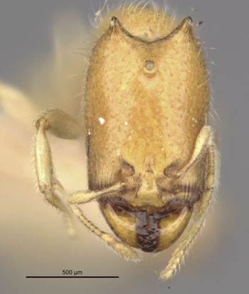 Media type: image;   Entomology 20964 Aspect: head frontal view